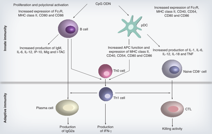 CpG ODN促進(jìn)先天性和適應(yīng)性免疫反應(yīng)的機(jī)制