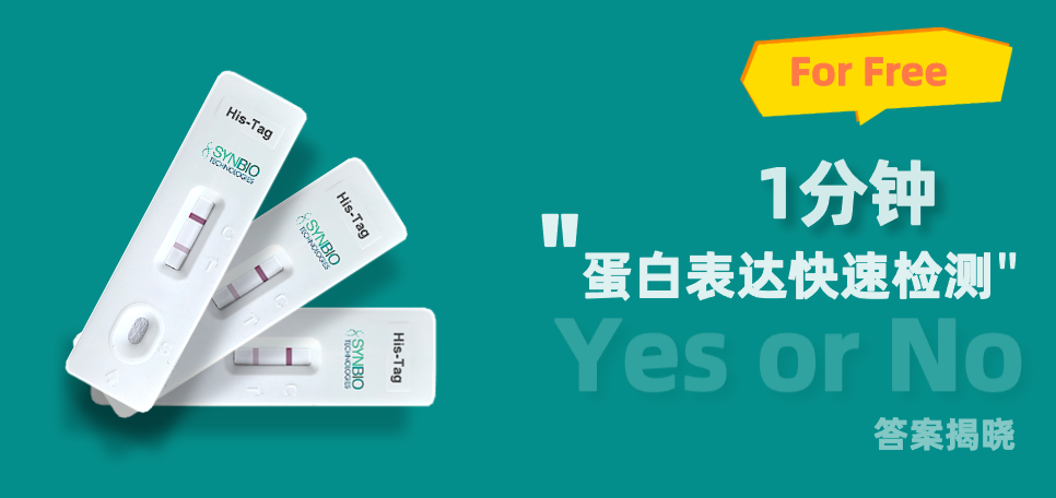 蛋白表達(dá)快速檢測(cè)